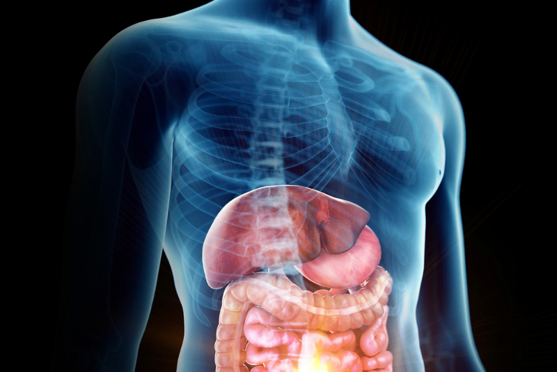 The Gut of the Matter - How Your Digestion Shapes Strength, Energy, and Mood